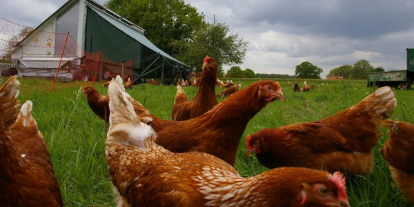 Bioland Hof Hohnhorst