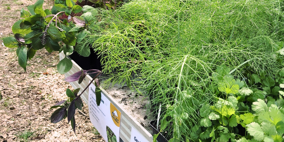 Mehrere Kräuterpflanzen in Töpfen stehen dicht nebeneinander in einer Holzkiste, darunter ein Schild mit Beschriftung.