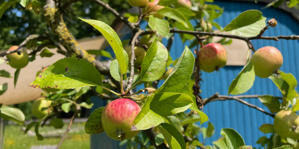 GWD-Verkostung-im-Hofladen_Apfel