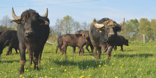 Heggehof Fleischerei Schäfers